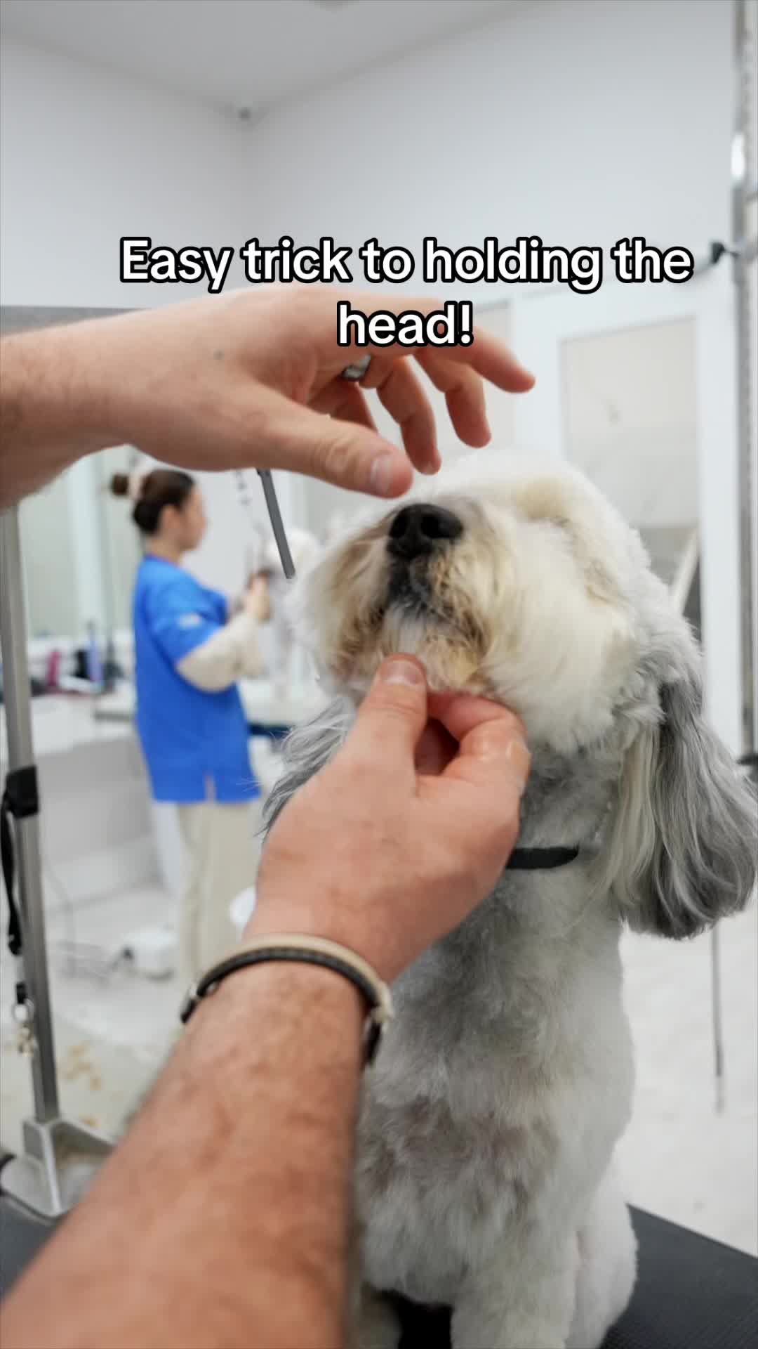 @NorCal Grooming Academy