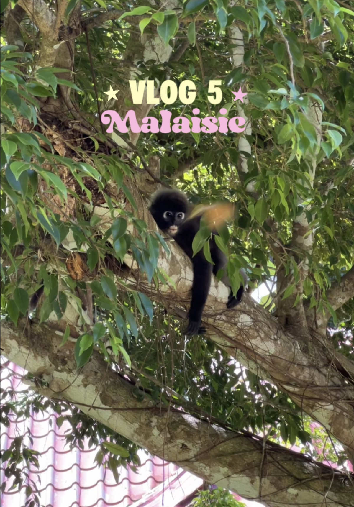 @Laura 🥥