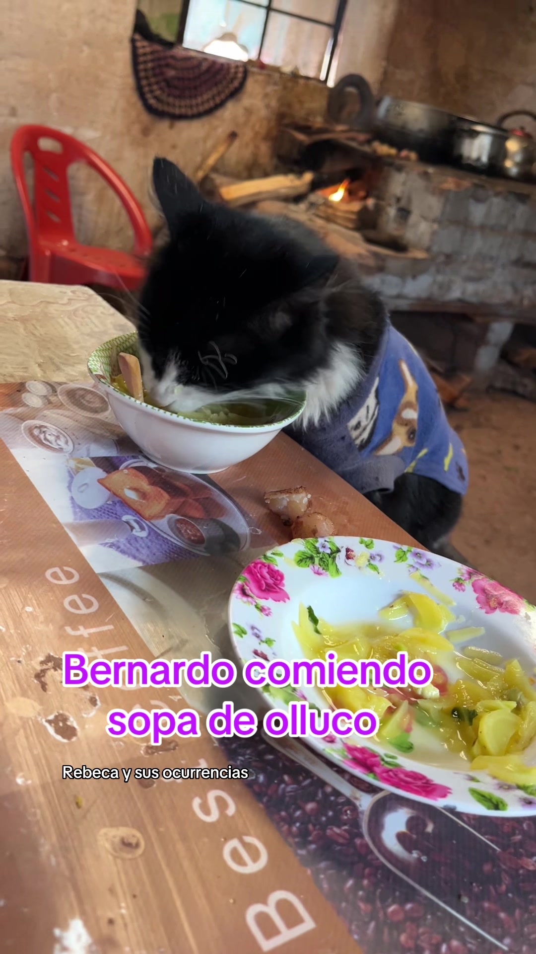 @🐈Rebeca y sus ocurrencias