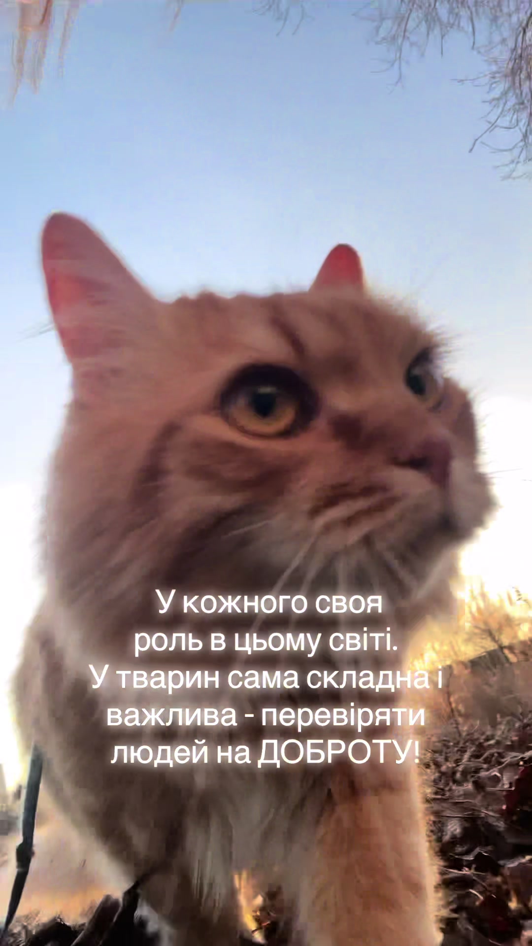 @@belirinka