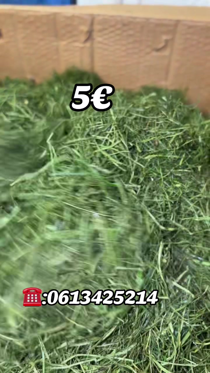 @kongoracines
