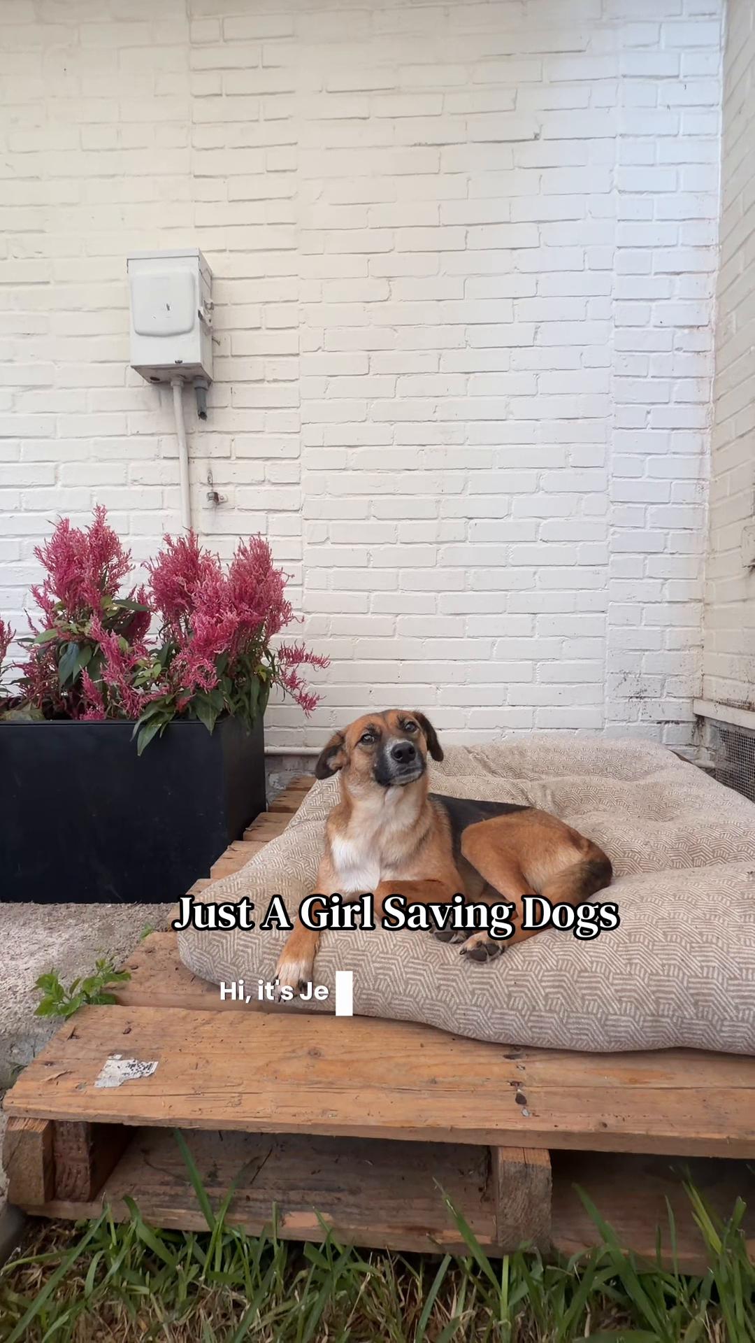 @Just A Girl Saving Dogs