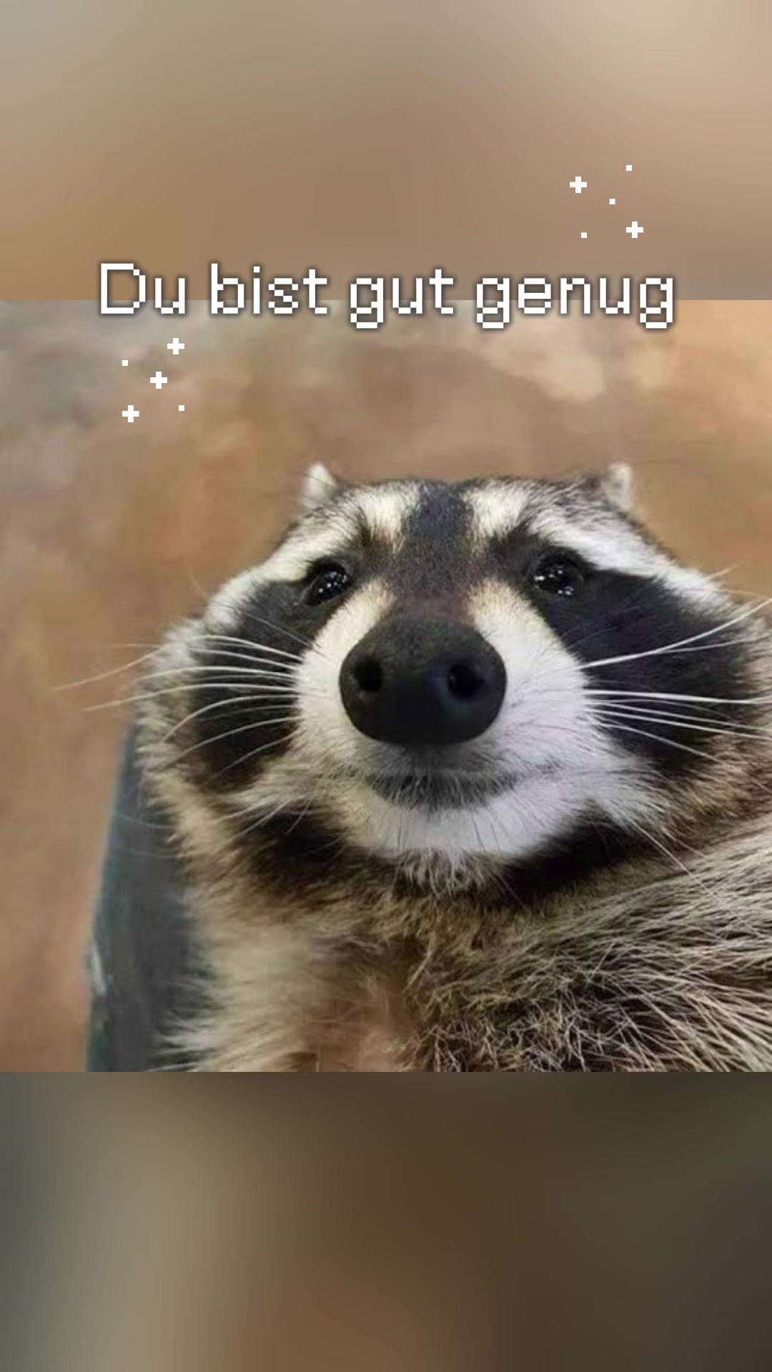@Raccoon Music Videos