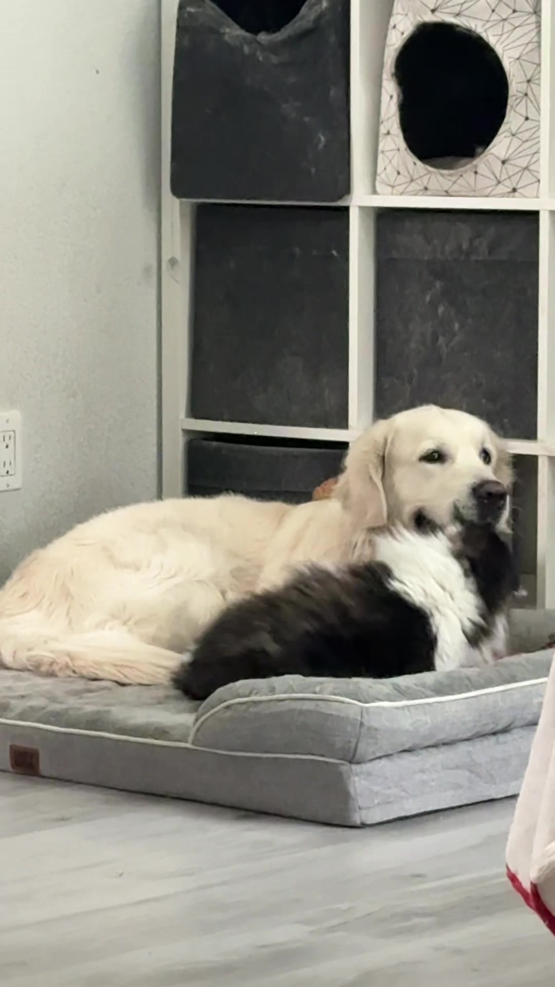 @Hulu, Luka & Luna