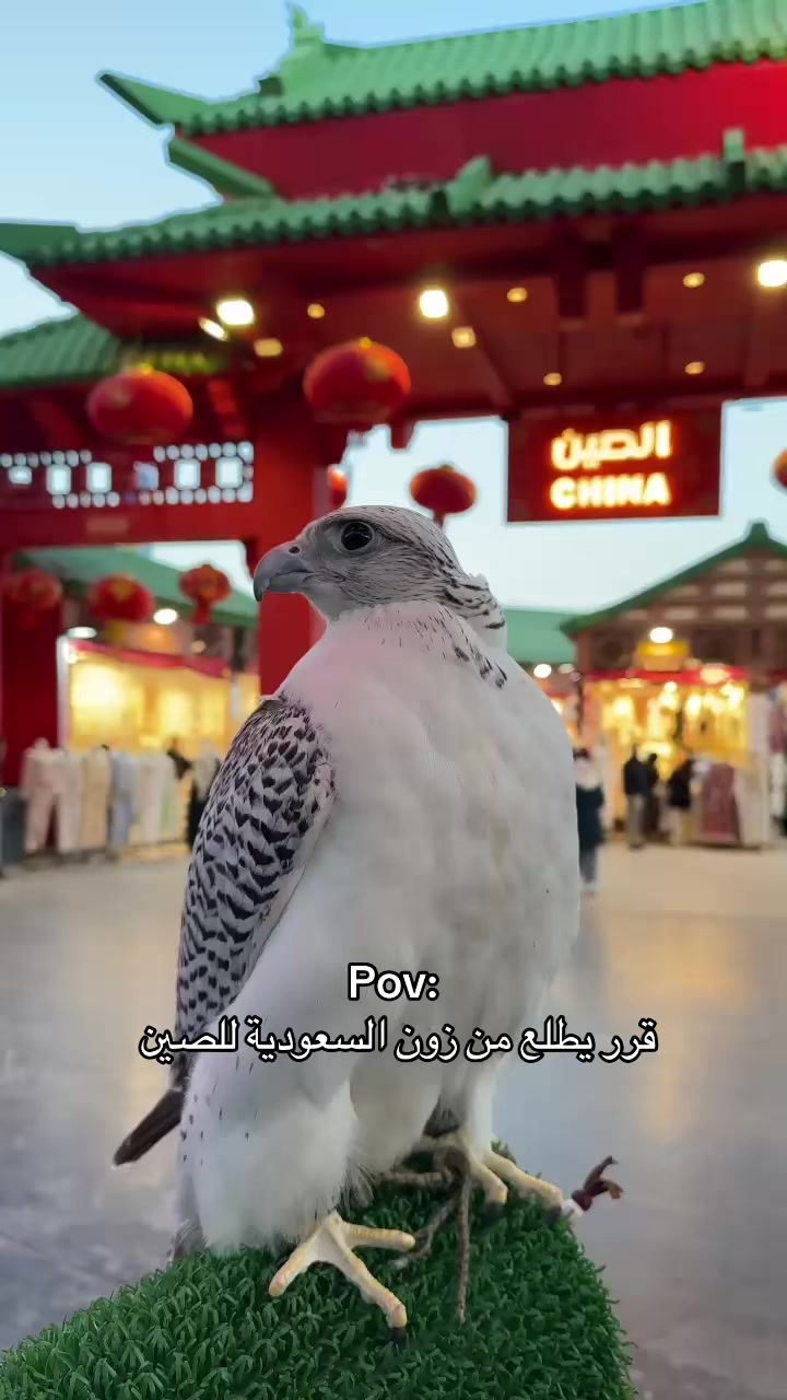 @ريشة صقر