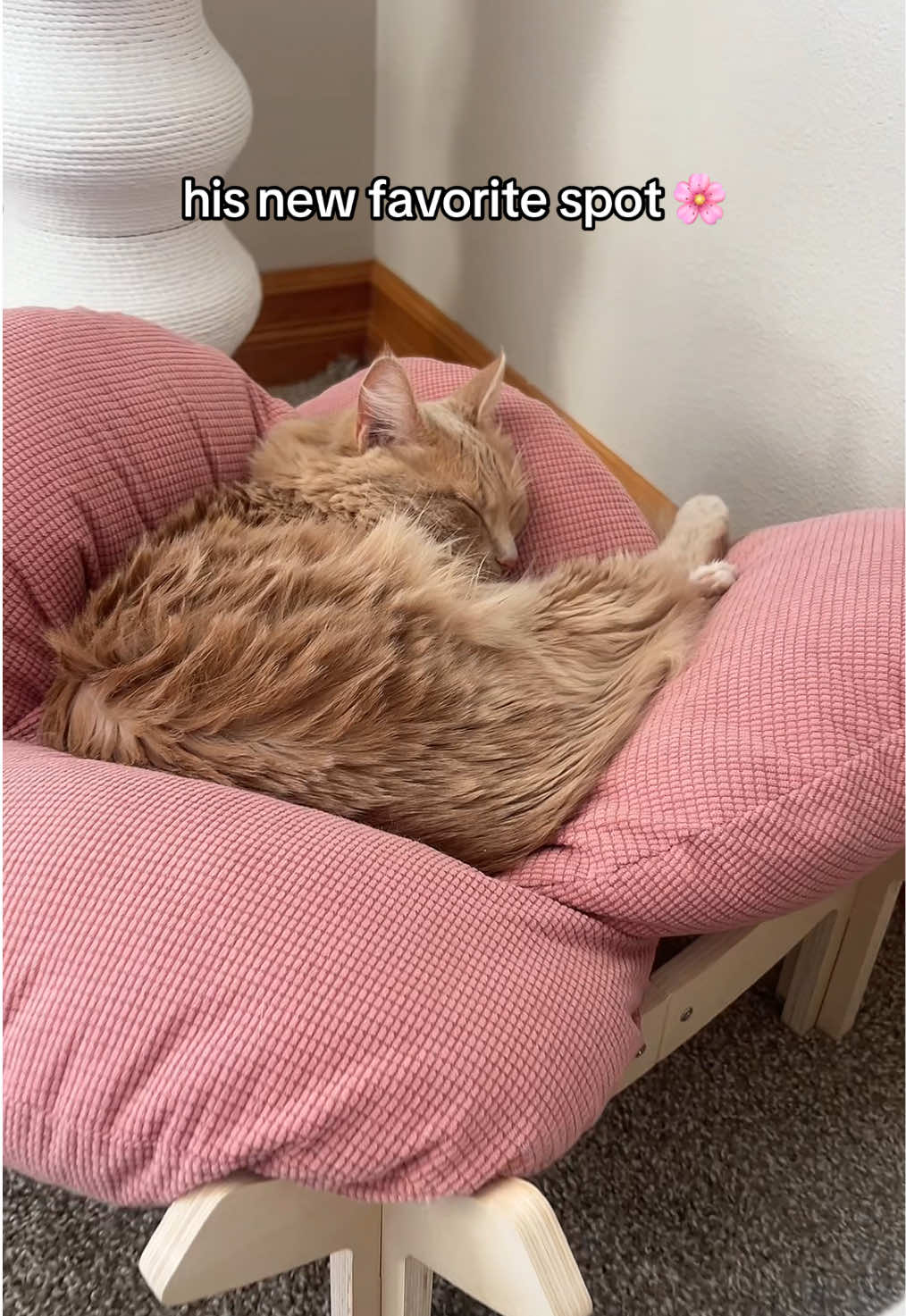 @Velvet Paws