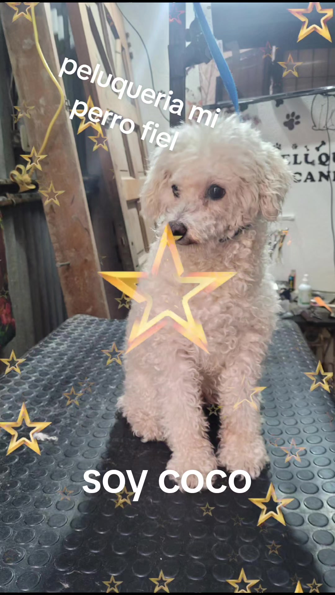 @mi perro fiel