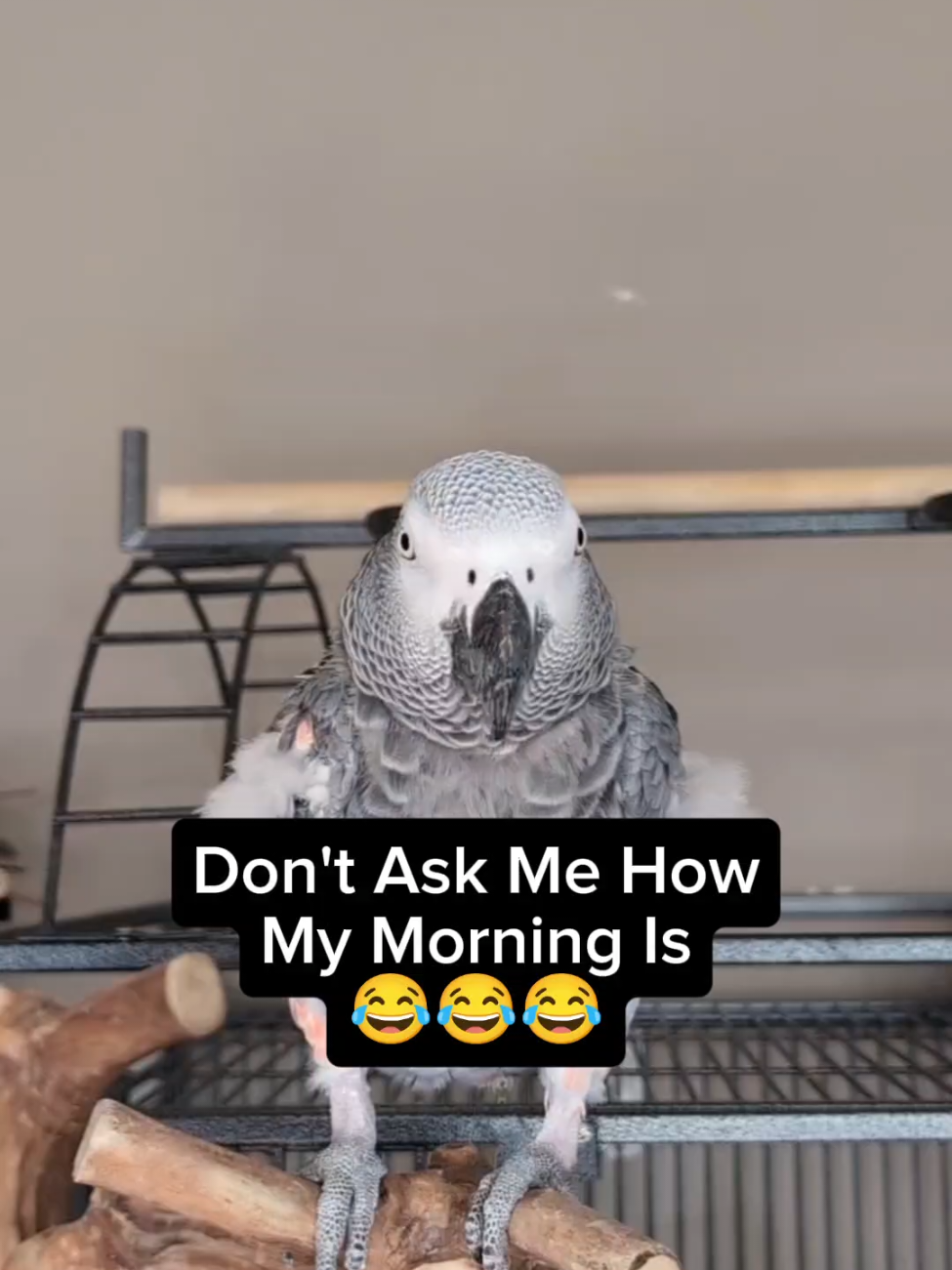 @Cosmothefunnyparrot