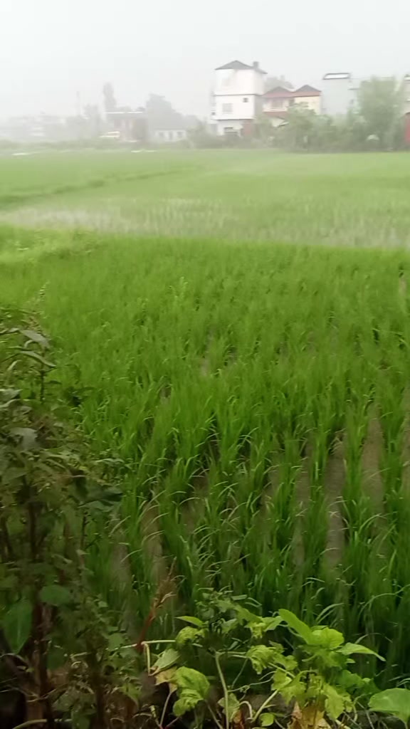 @Sita Bhuwan Gyawali