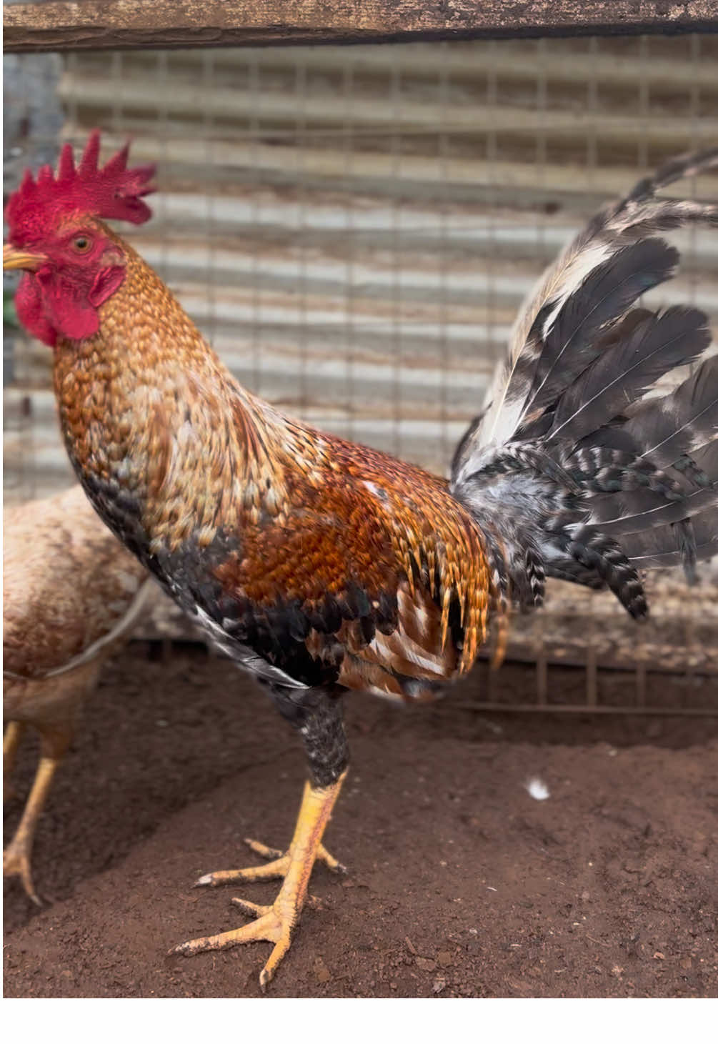@ltowngamefowl