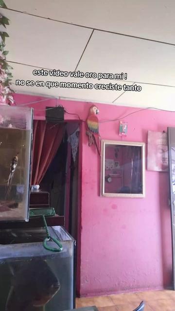 @la diabla ansei