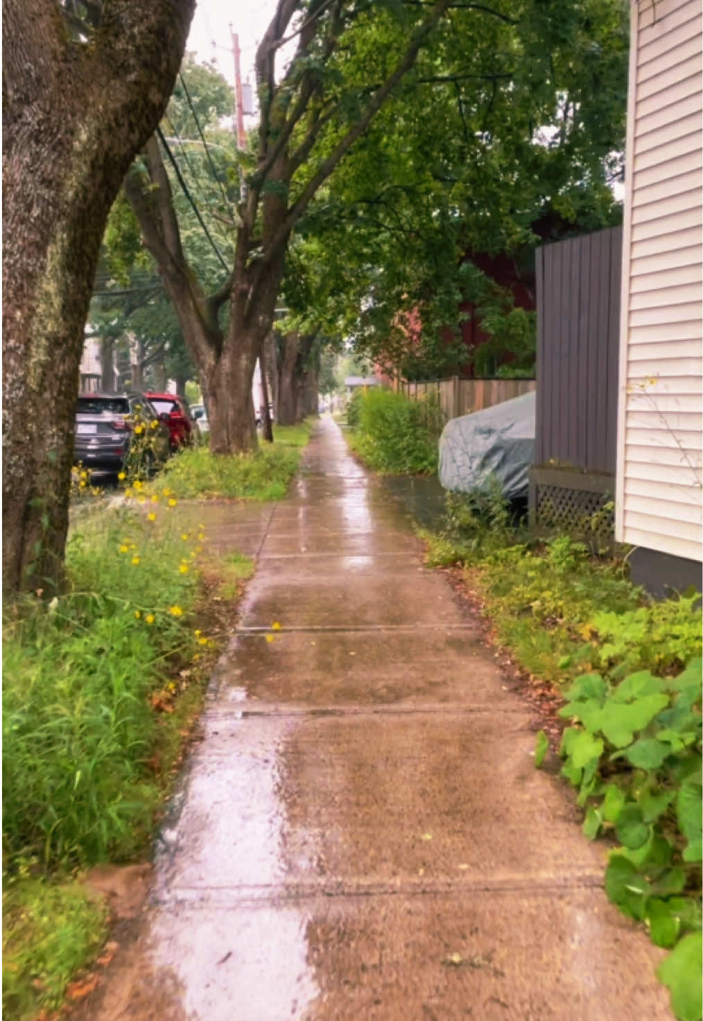 @Calm Soft Rain Audio