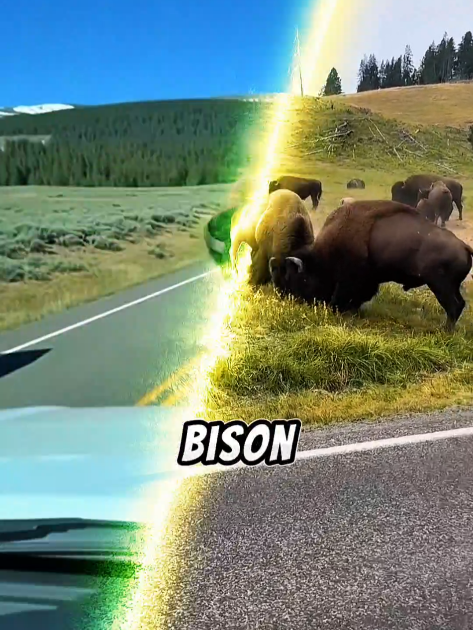 @animolfacts