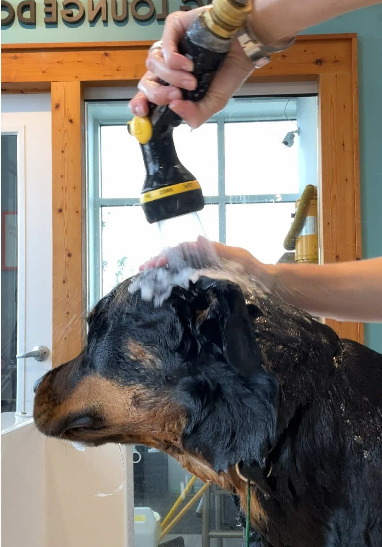 @Mia the Rottie
