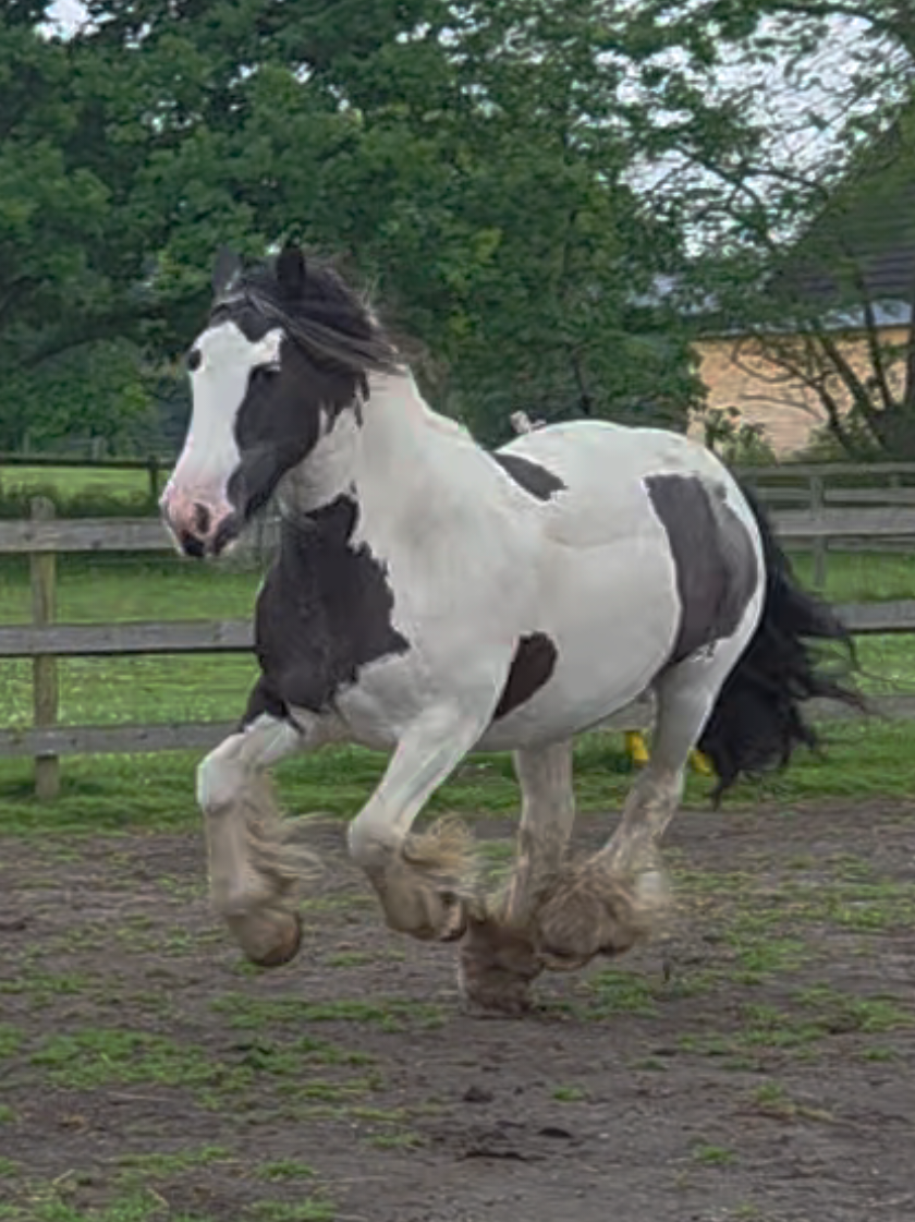 @Josys_Ponyhof-leben