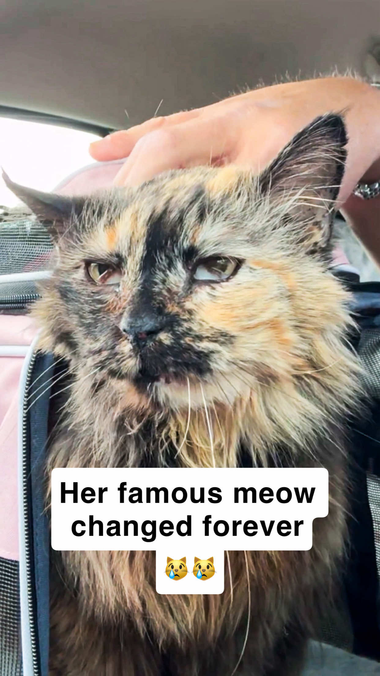 @first class whiskers