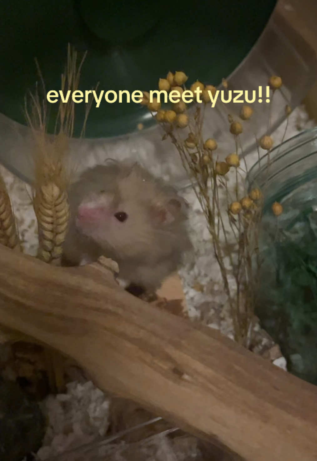 @ɪꜱʟᴀ