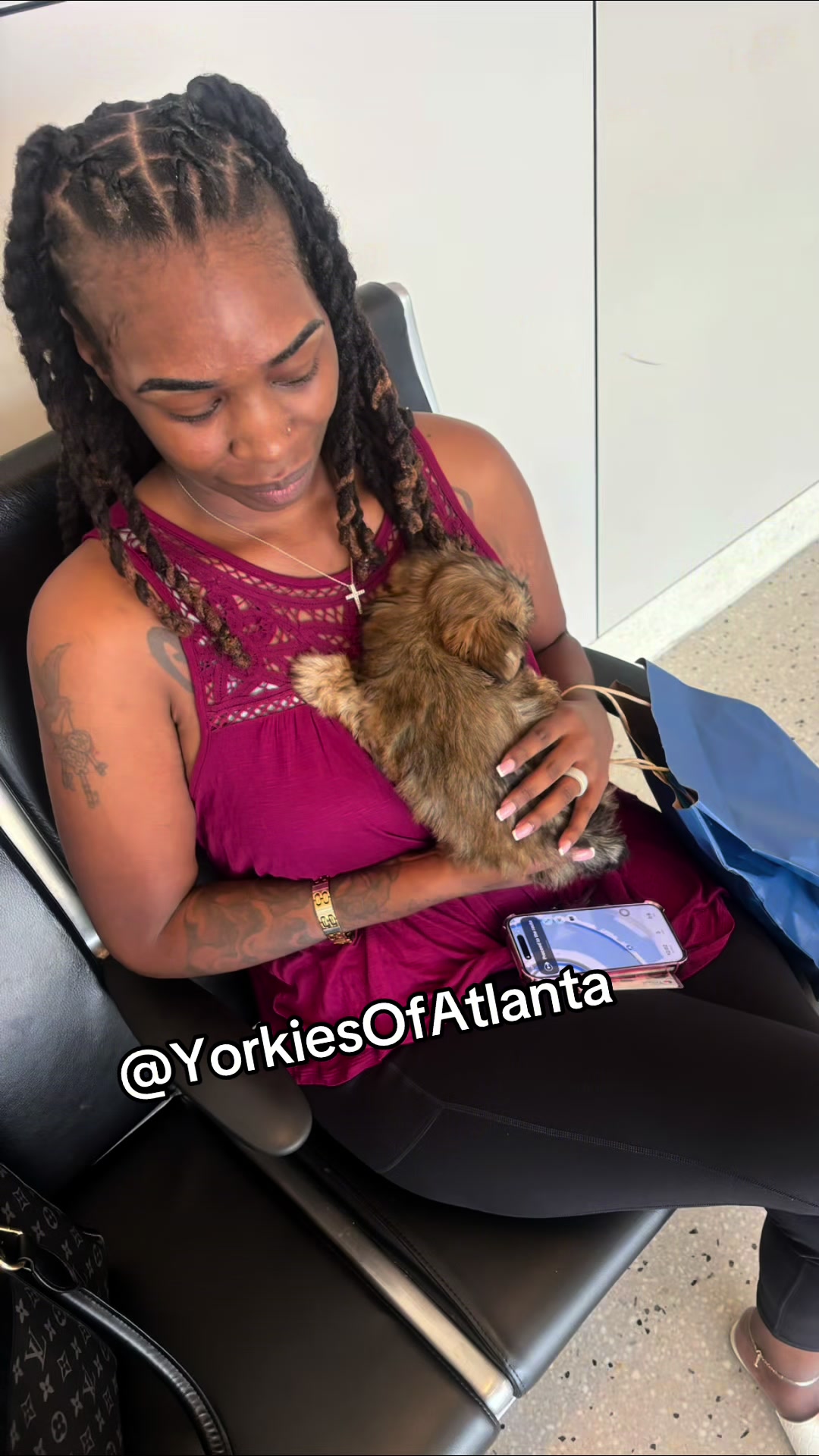 @Yorkies Of Atlanta