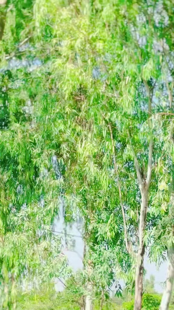 @علی حــــــن🫅