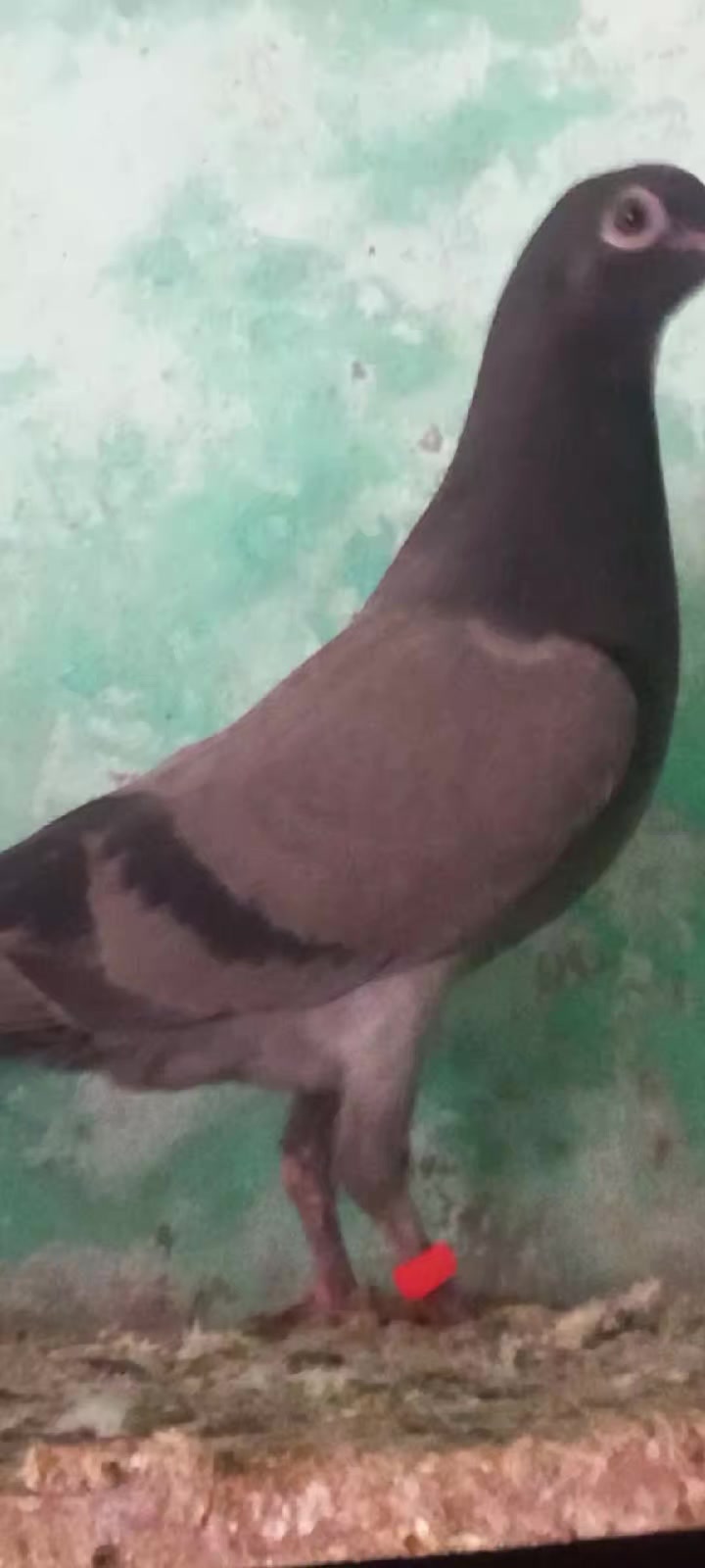 @Ranakasuripigeon