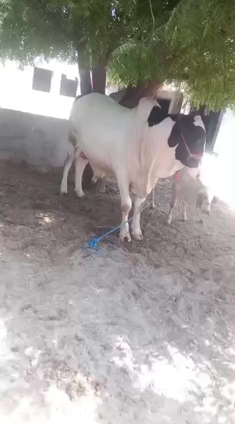 @HS Cattle Farm