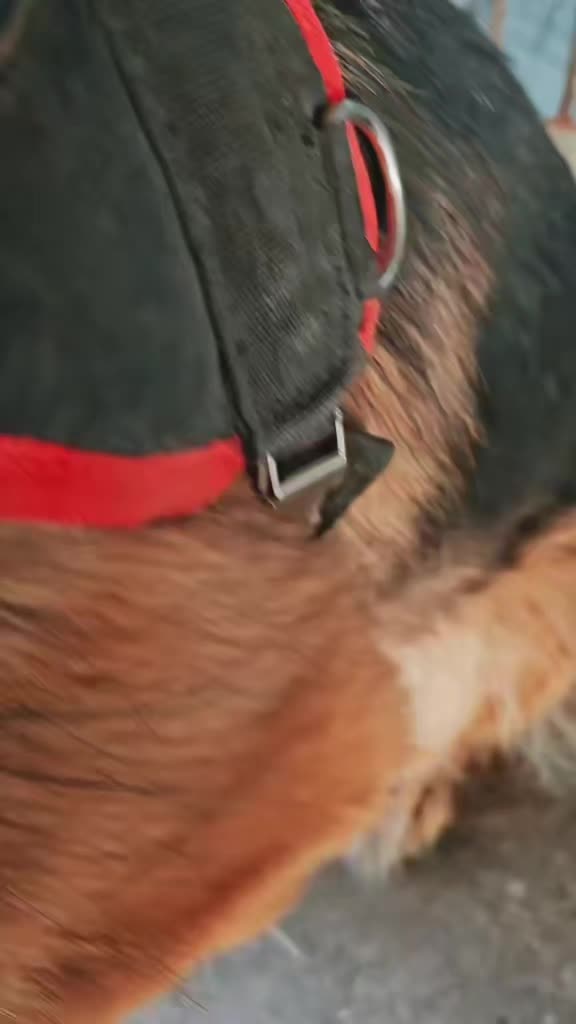 @kennel.dogs