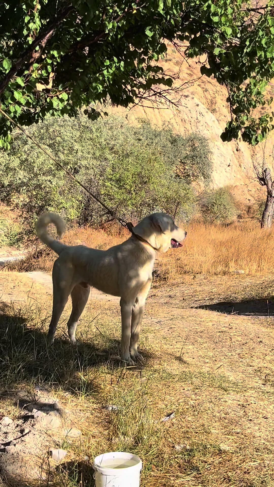 @Gürün.kennels58