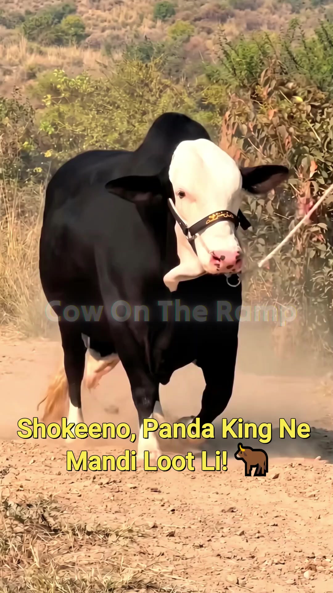 @Cow On The Ramp