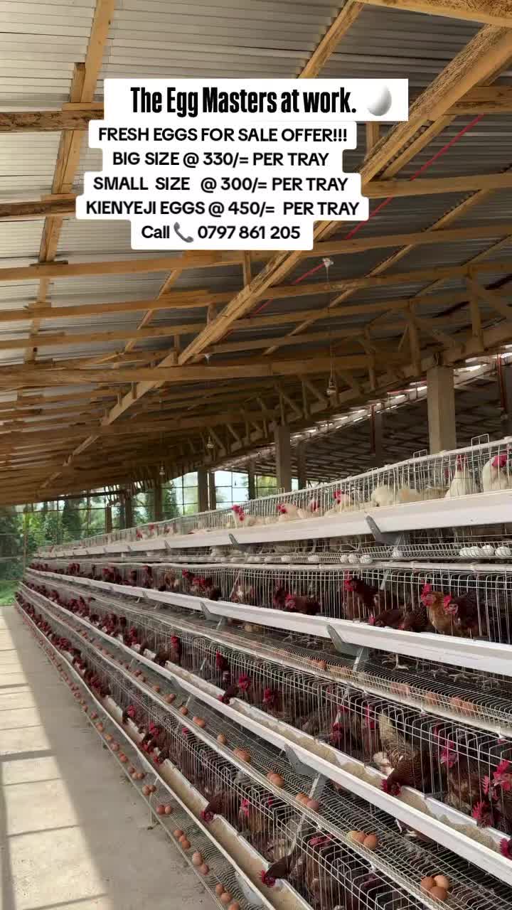 @OFFICIAL GICHEHA FARM RONGAI