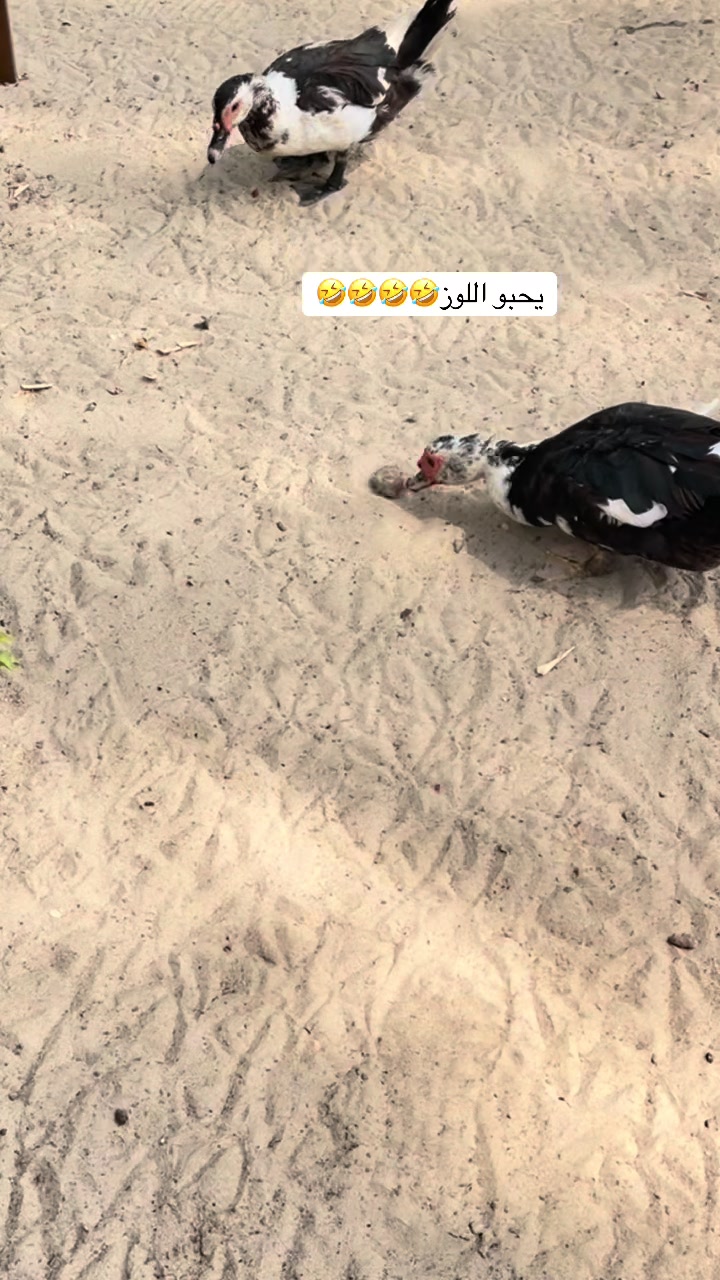 @ashkaltbiah