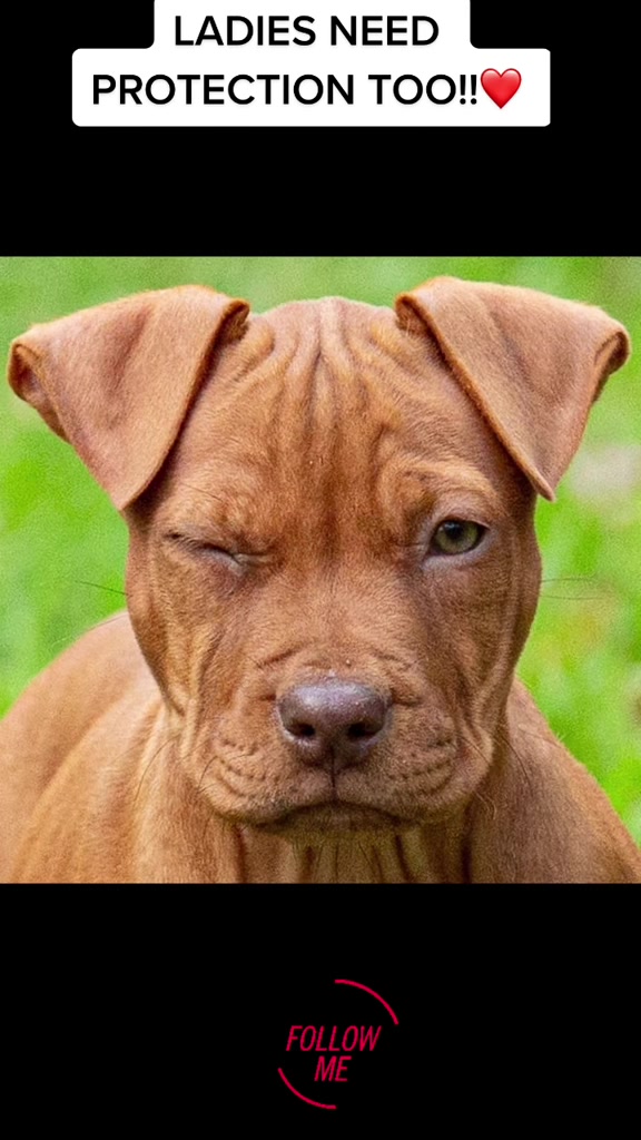 @Ultimate Puppies