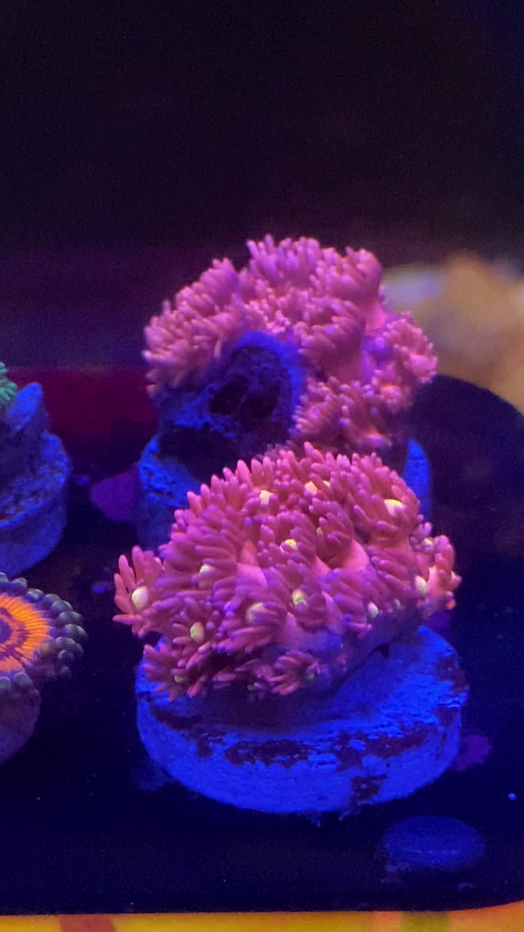 @Ts_reefs