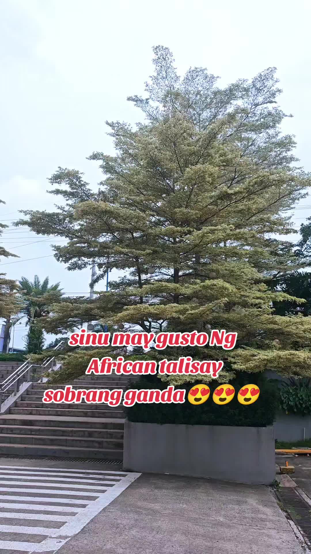 @🍁SïñukuänLädyPlåntítâ❤️🔥