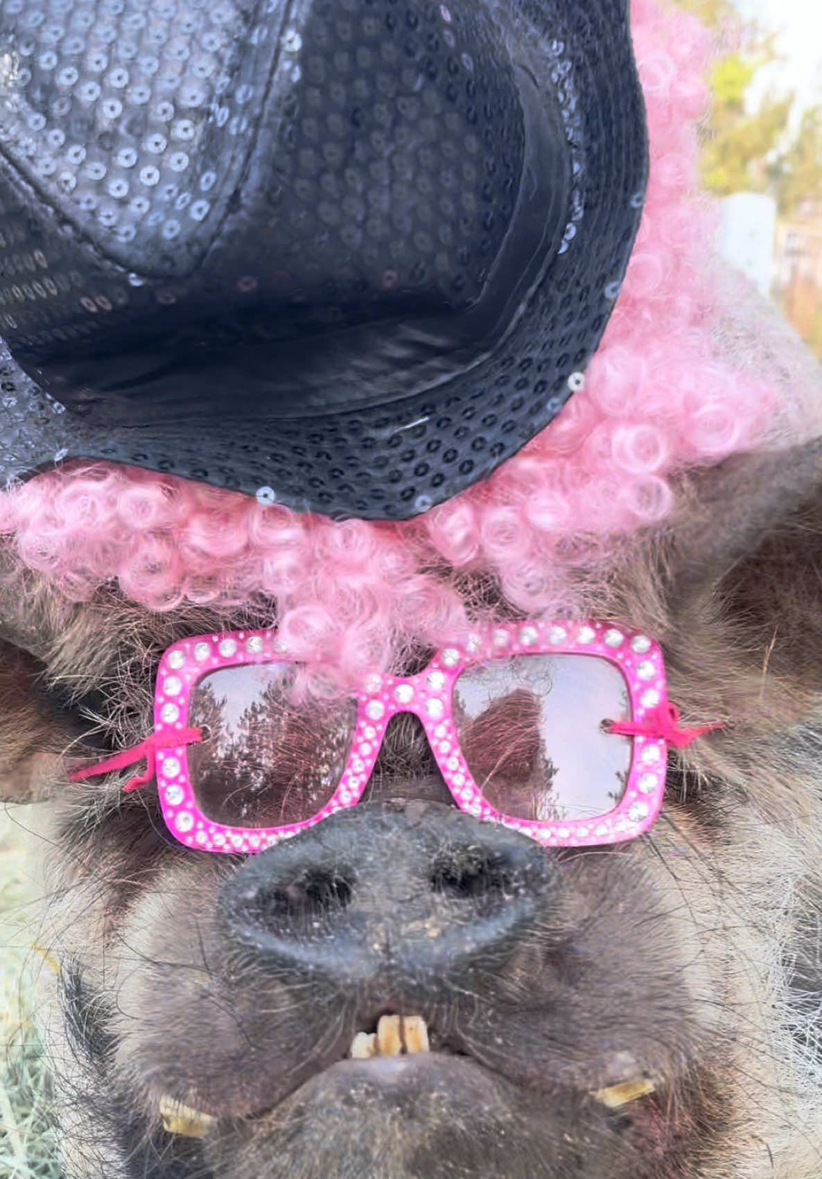 @thewinstonthepig