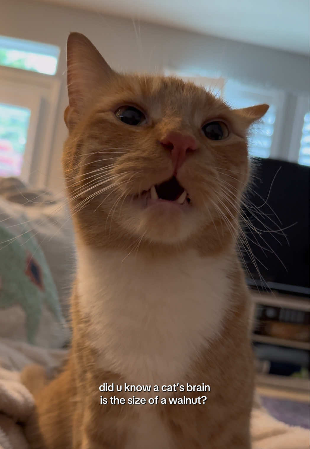 @furtastic4cats