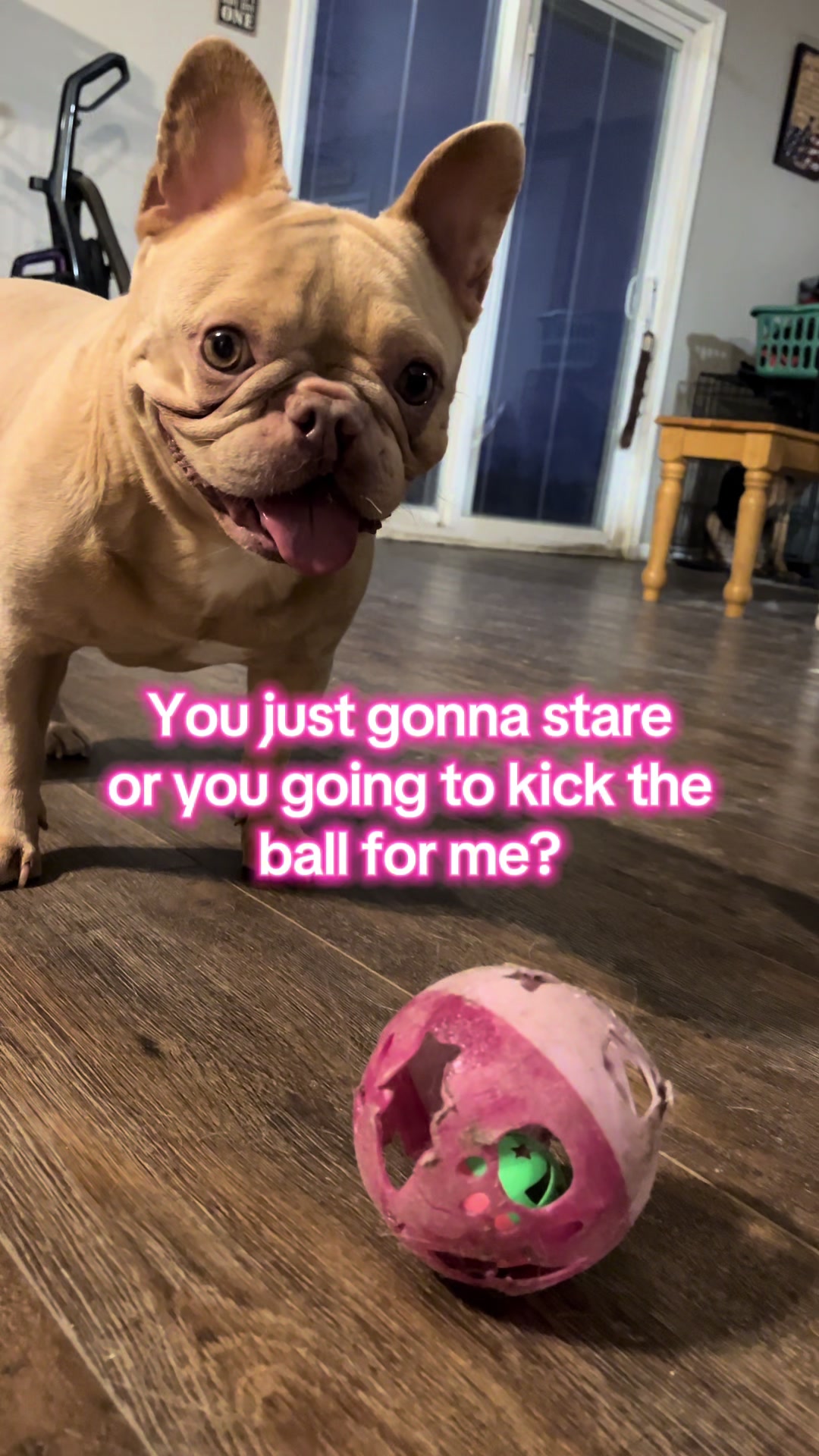 @Peanut the Frenchie 🐾