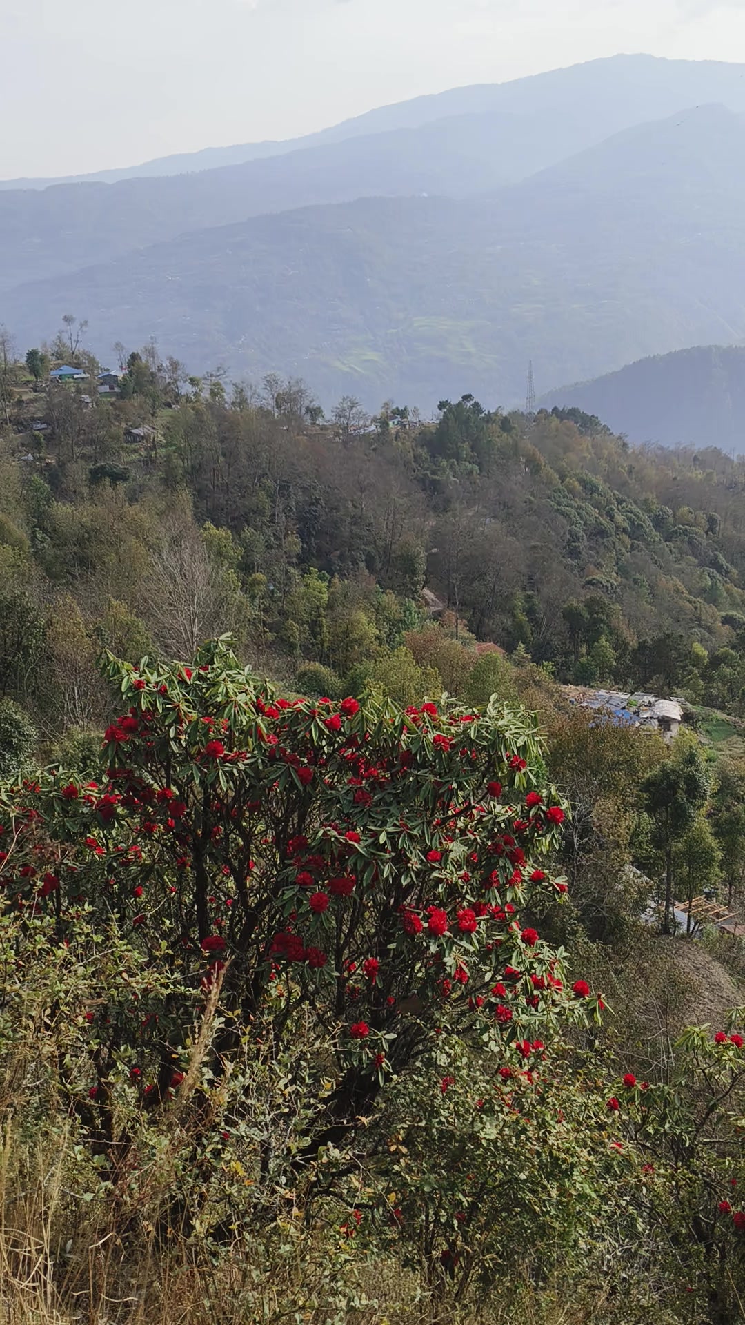 @NawaRaj Dhakal