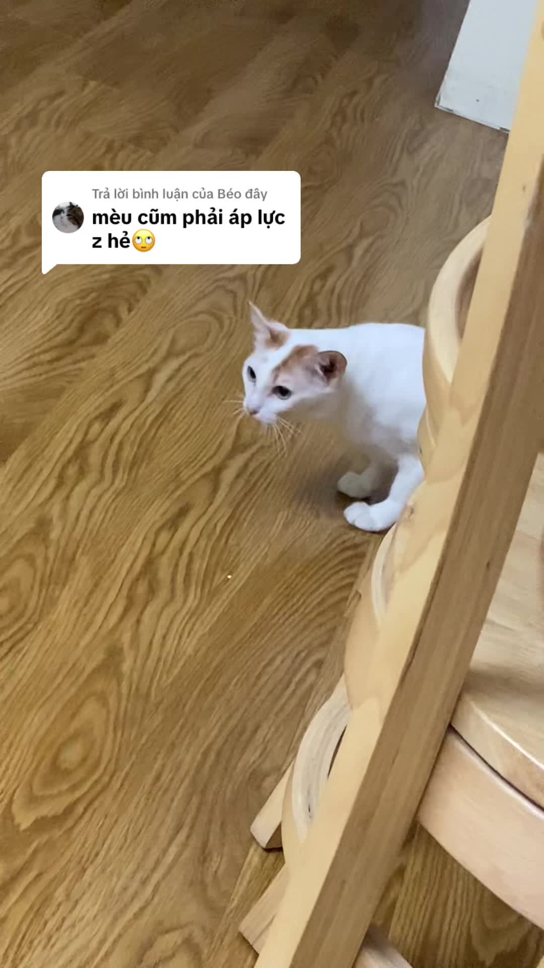 @sendituyen
