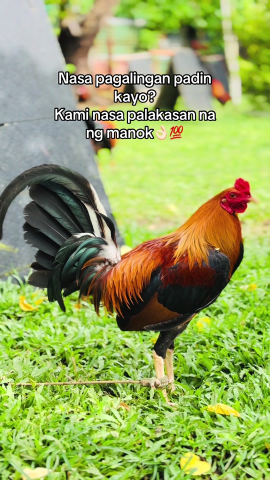 @Superline Gamefarm