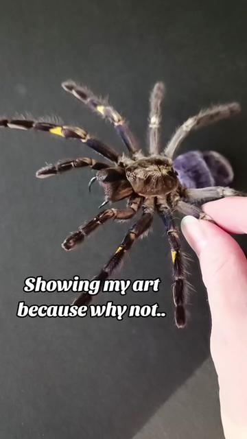 @TarantulaBox