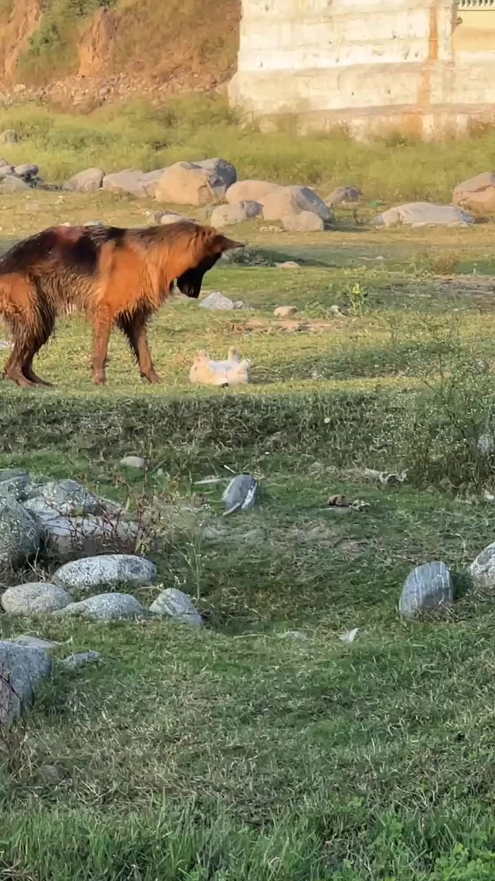 @PETS LOVER 🐕