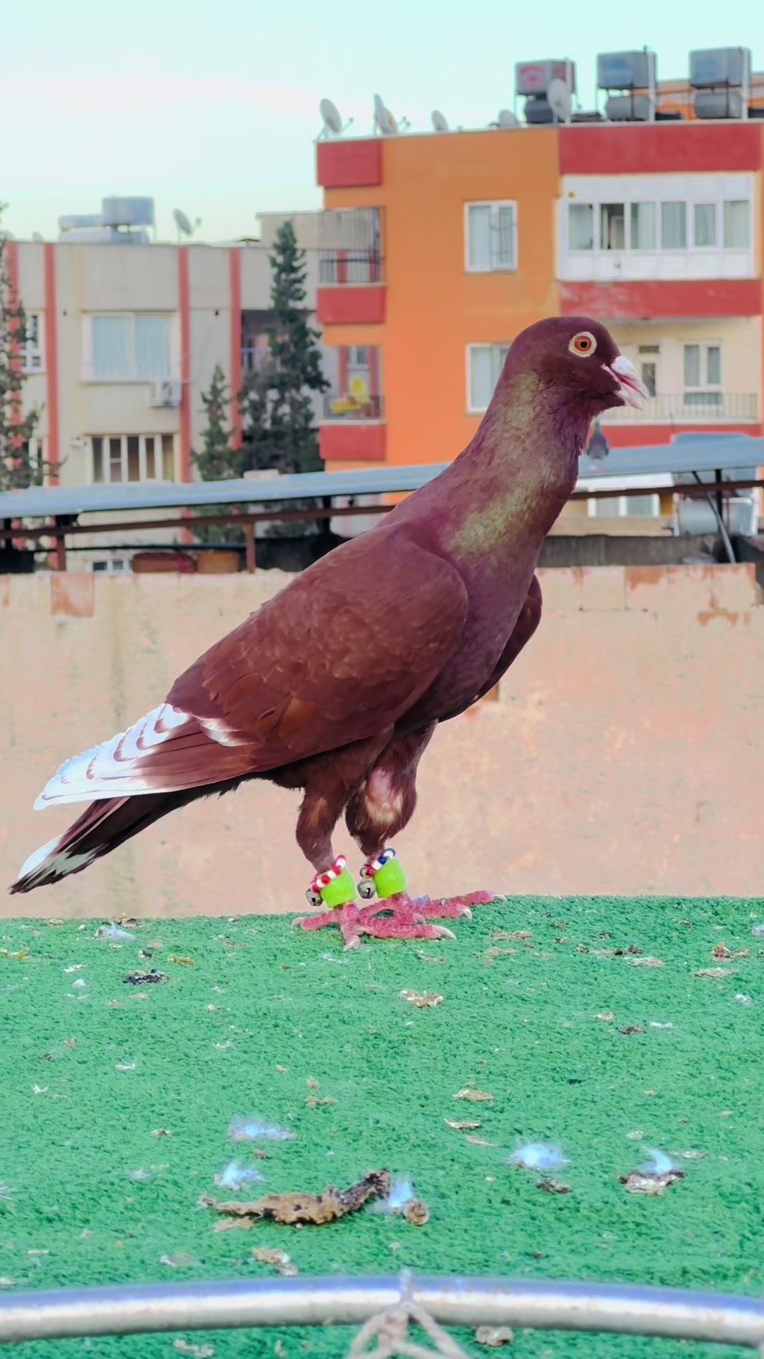 @Masri Ahmet