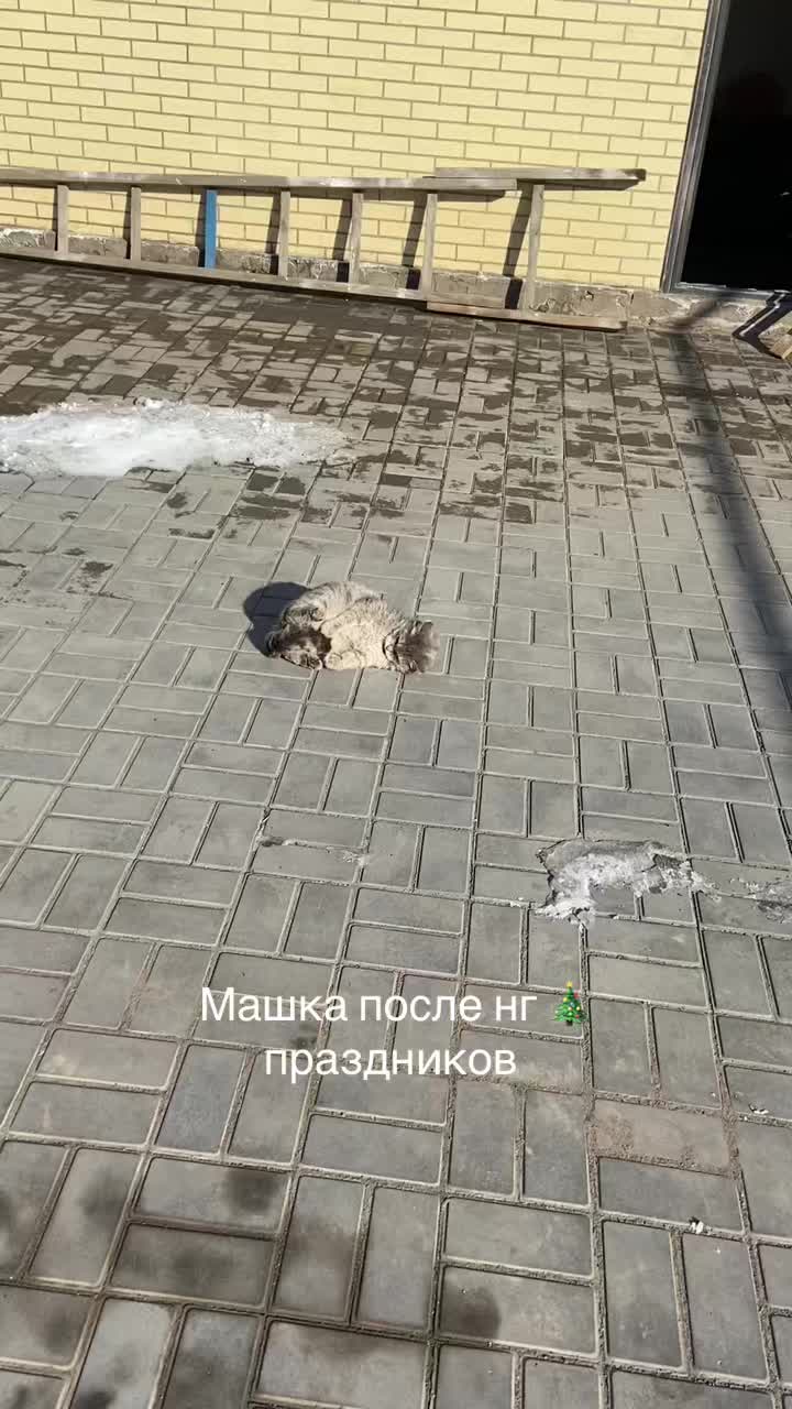 @Abrikoshka