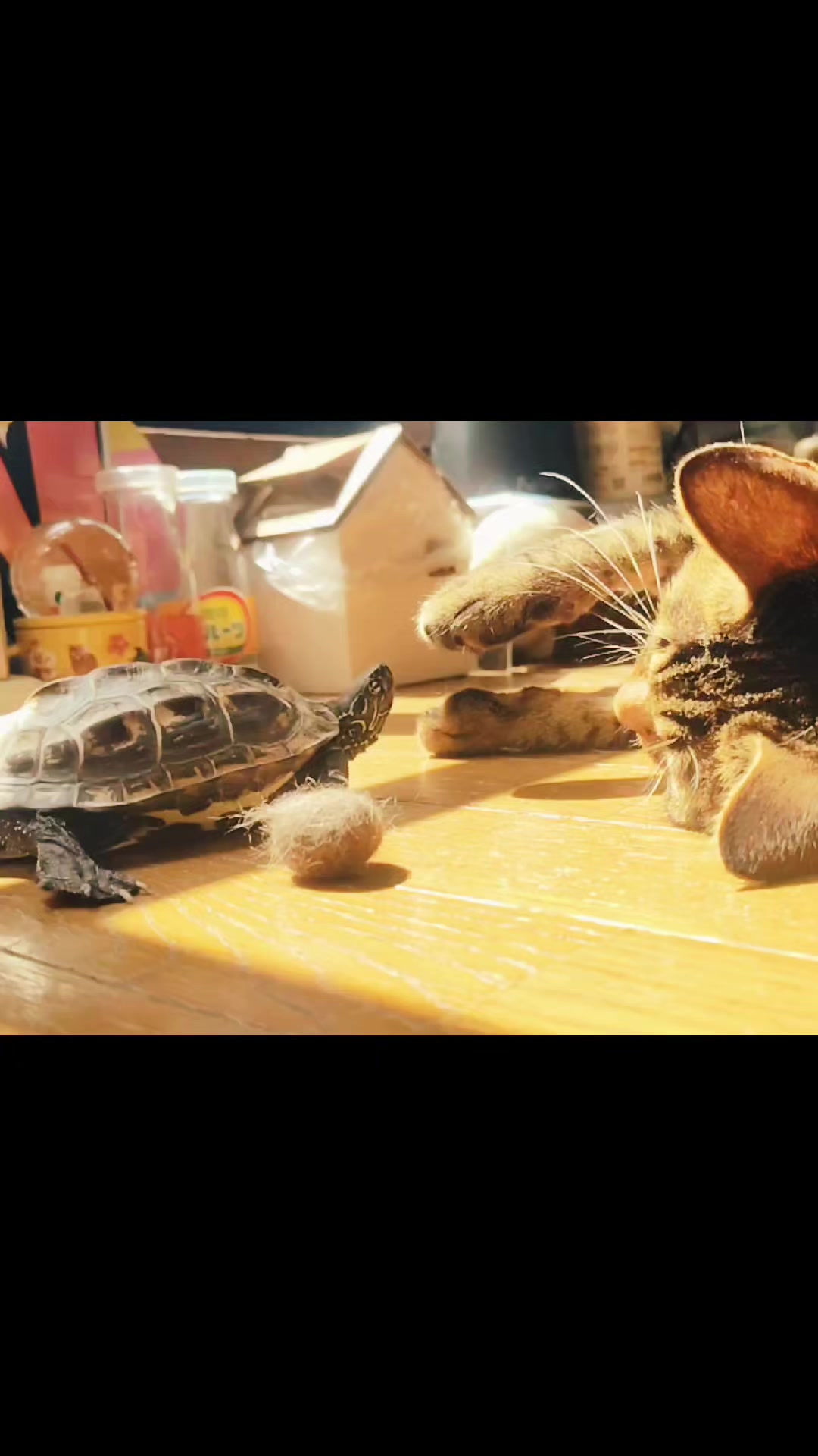 @クサガメ軍曹🐢