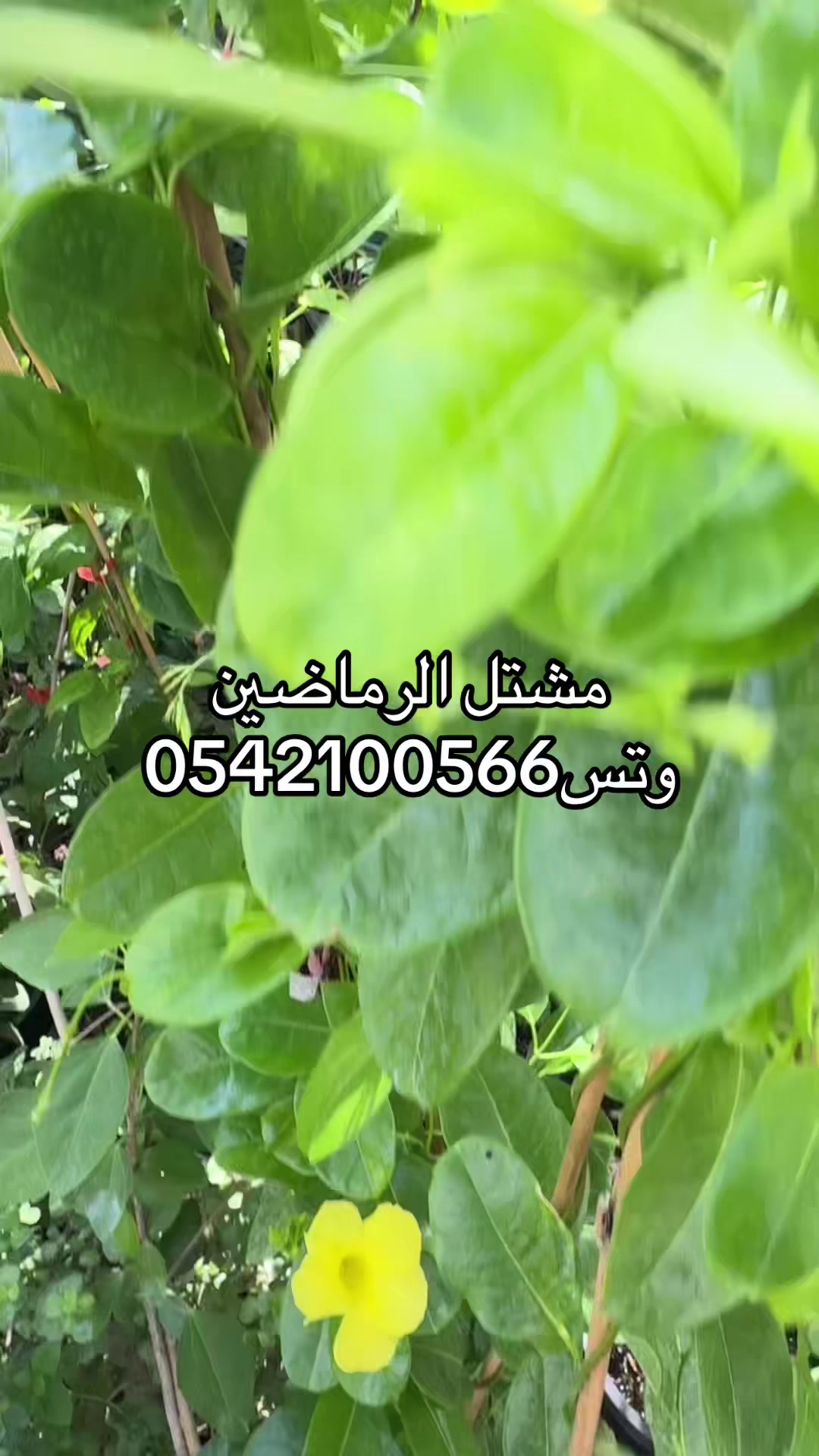 @مشتل الرماضين وتس0542100566