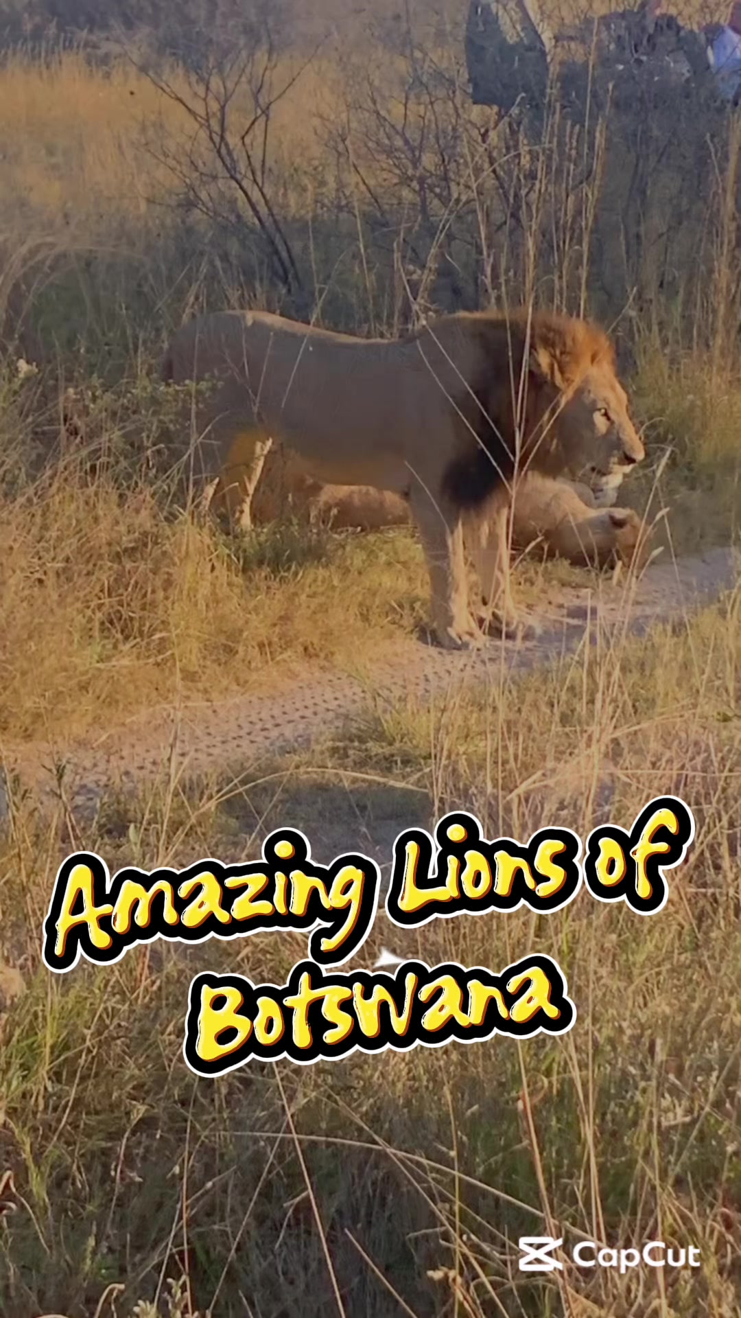 @wildheartfrontiers