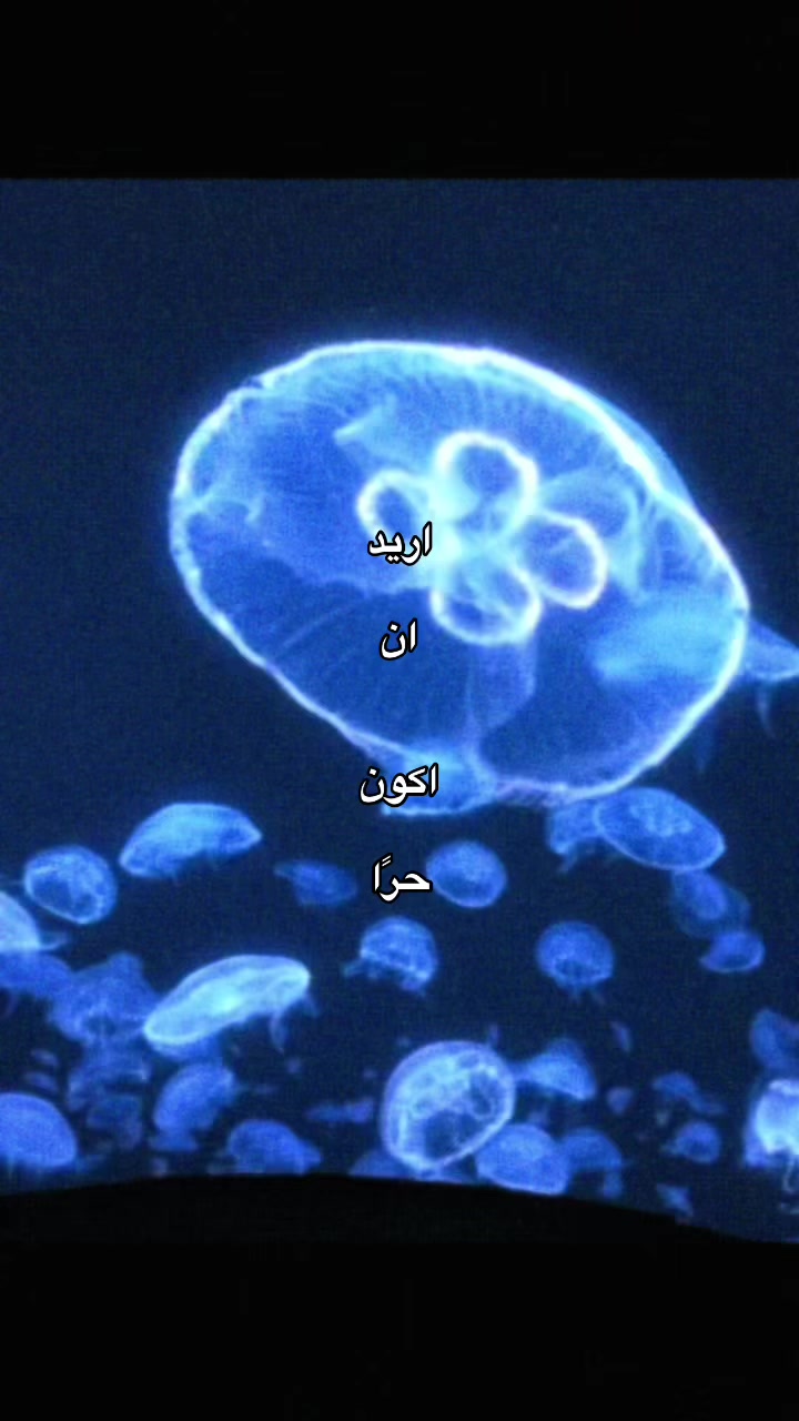 @ريرا