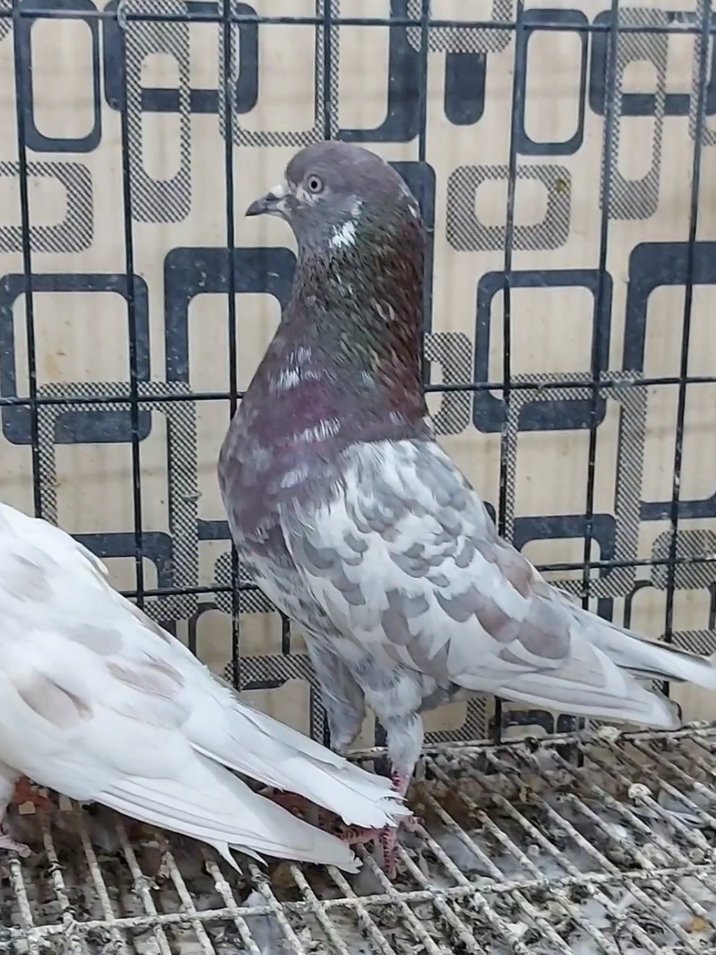 @Pak Pet Zone ( Shebi Shokeen )