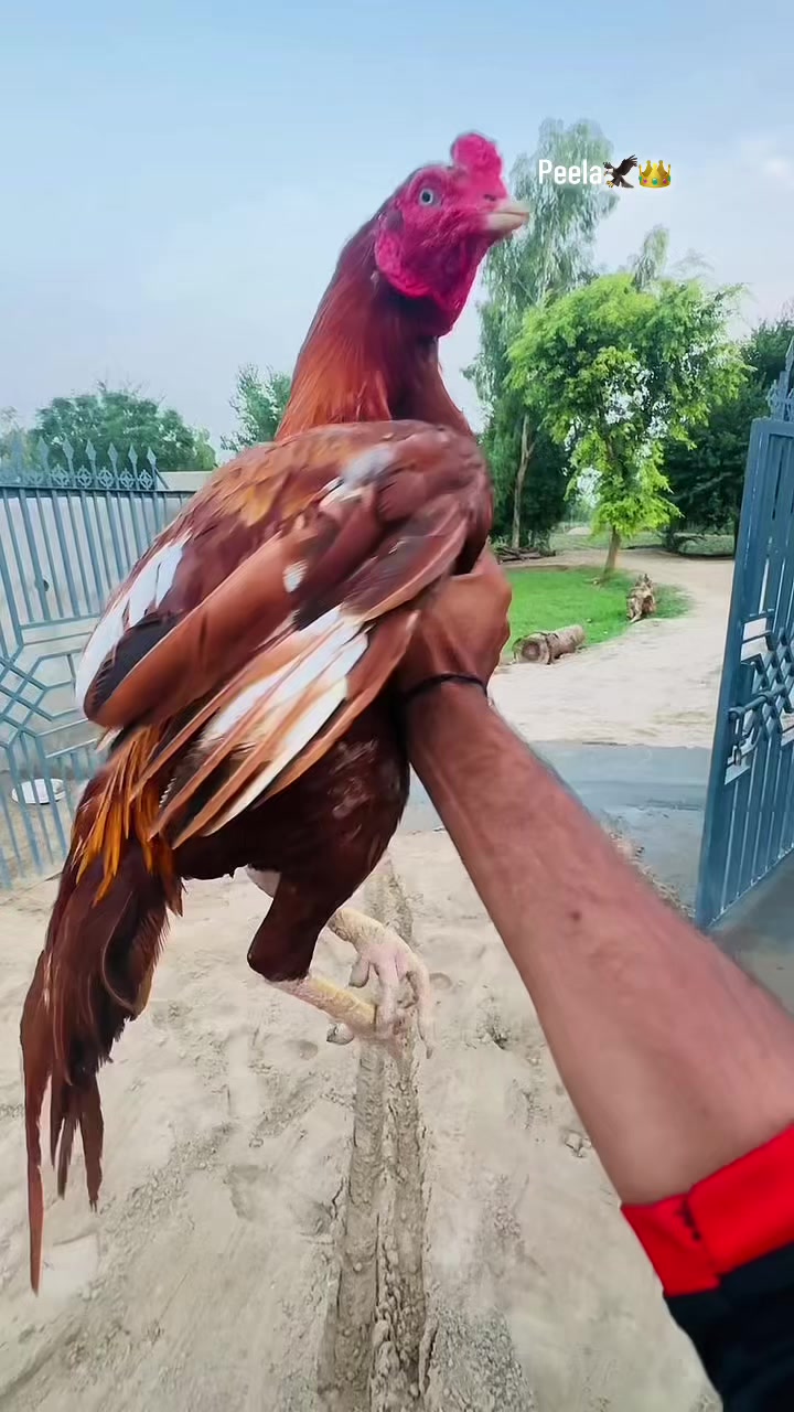 @⚜️ملک صاحب⚜️