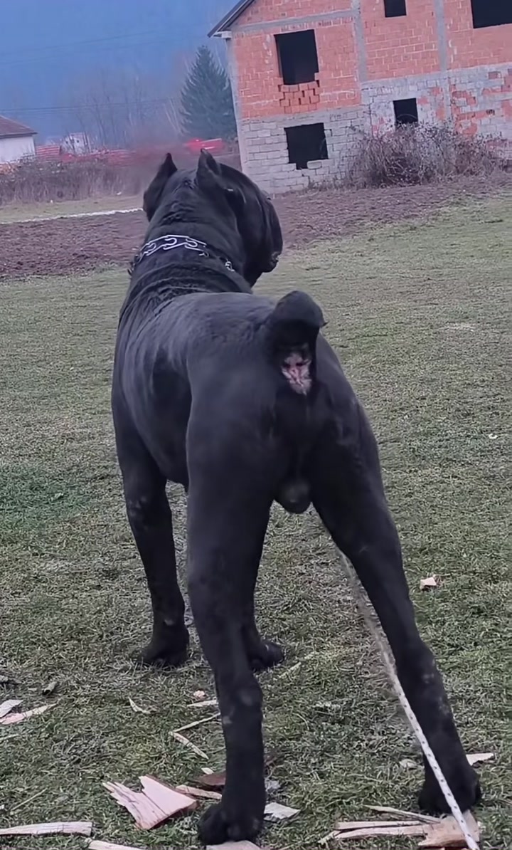 @CANE CORSO CLUB